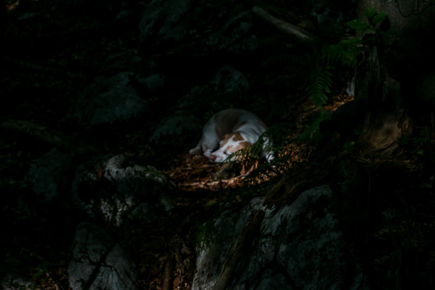 I Hiked Through Slovenia With My Dog For Two Weeks