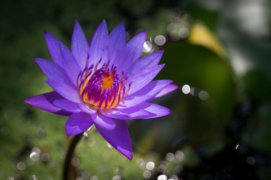 I Travel The World To Photograph Waterlilies I Travel The World To Photograph Waterlilies