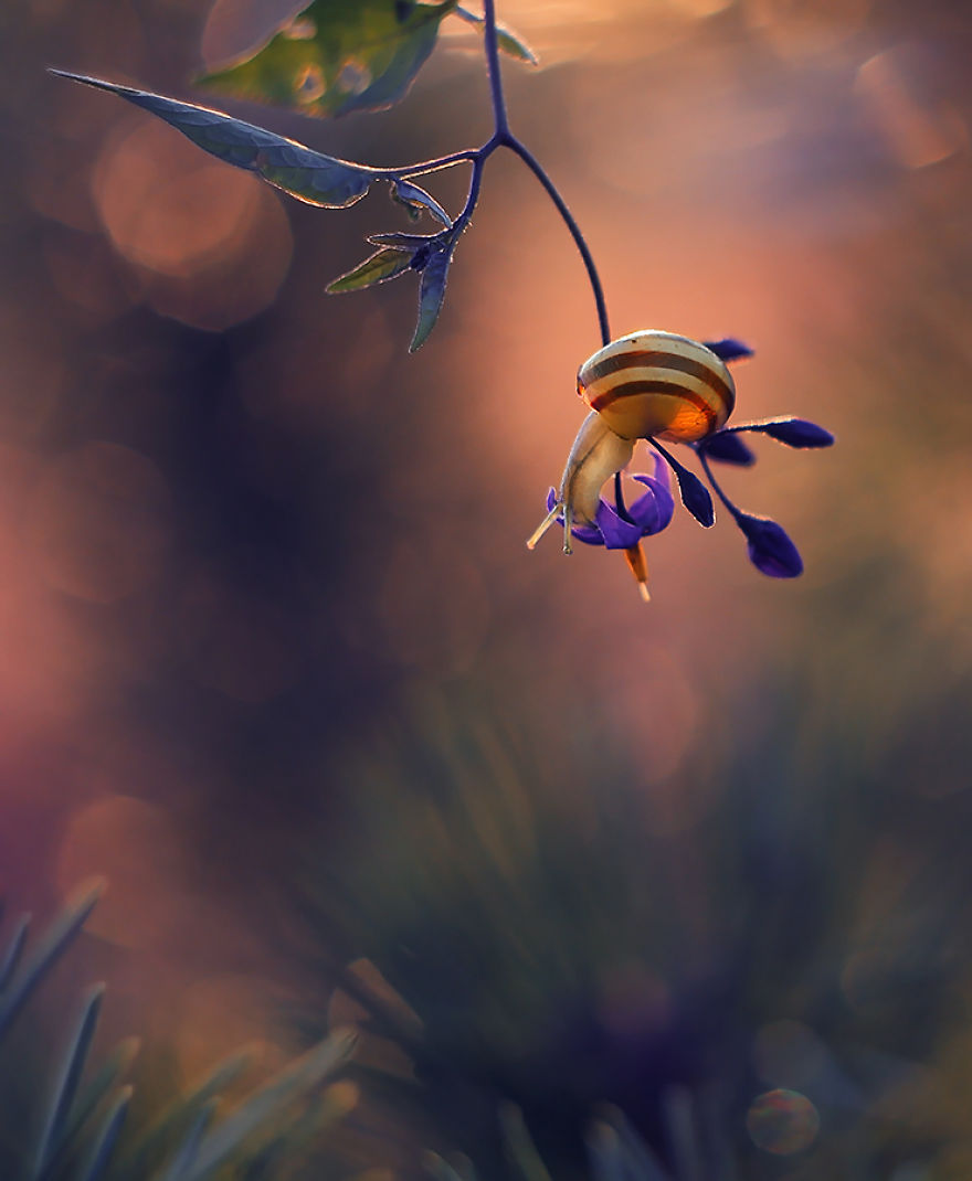 I Photographed Fairy-Tale World Of Snails In Poland
