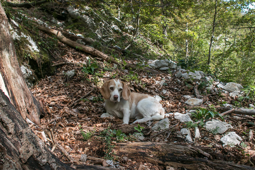I Hiked Through Slovenia With My Dog For Two Weeks
