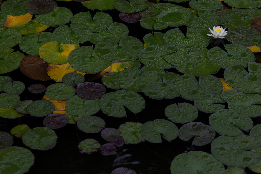 I Travel The World To Photograph Waterlilies I Travel The World To Photograph Waterlilies
