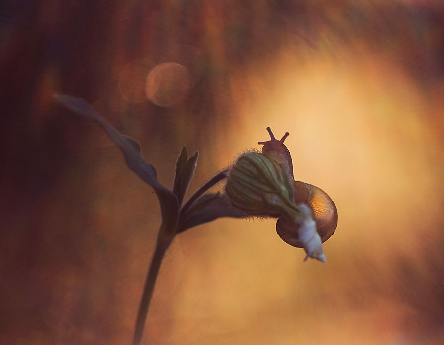 I Photographed Fairy-Tale World Of Snails In Poland