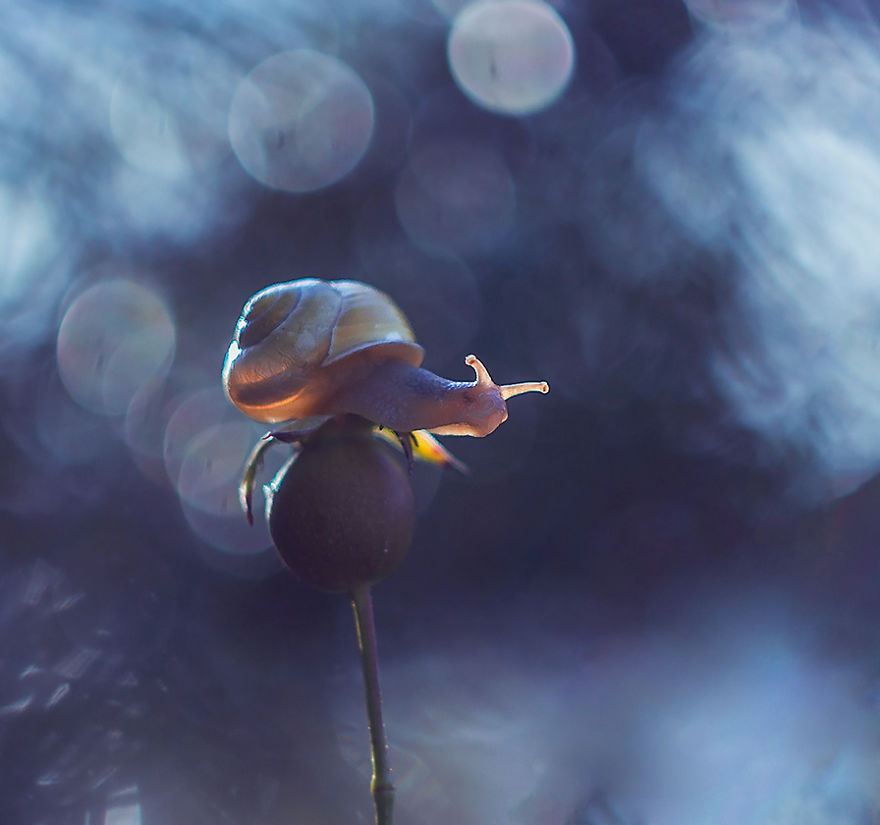 I Photographed Fairy-Tale World Of Snails In Poland