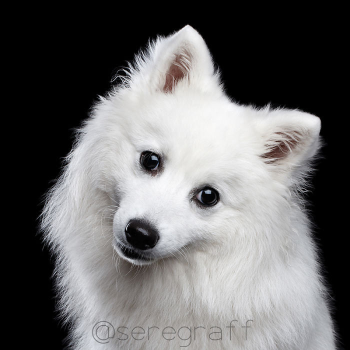 I Photograph Human-Like Portraits Of Dogs