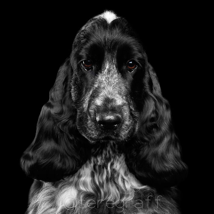 I Photograph Human-Like Portraits Of Dogs I Photograph Human-Like Portraits Of Dogs