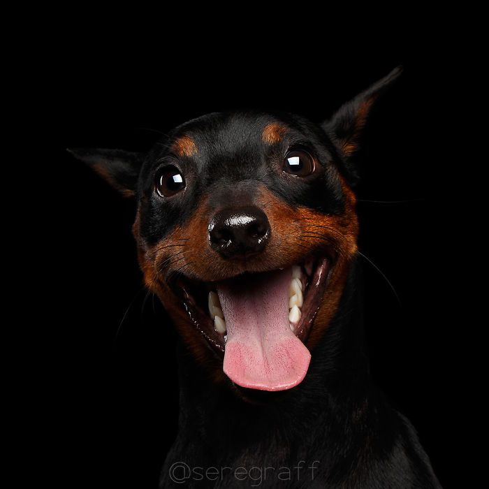 I Photograph Human-Like Portraits Of Dogs I Photograph Human-Like Portraits Of Dogs