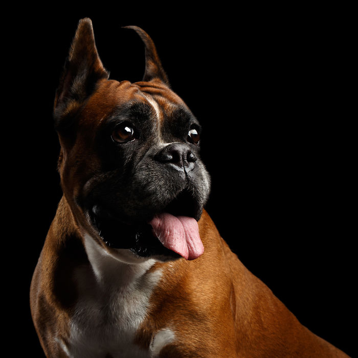 I Photograph Human-Like Portraits Of Dogs I Photograph Human-Like Portraits Of Dogs