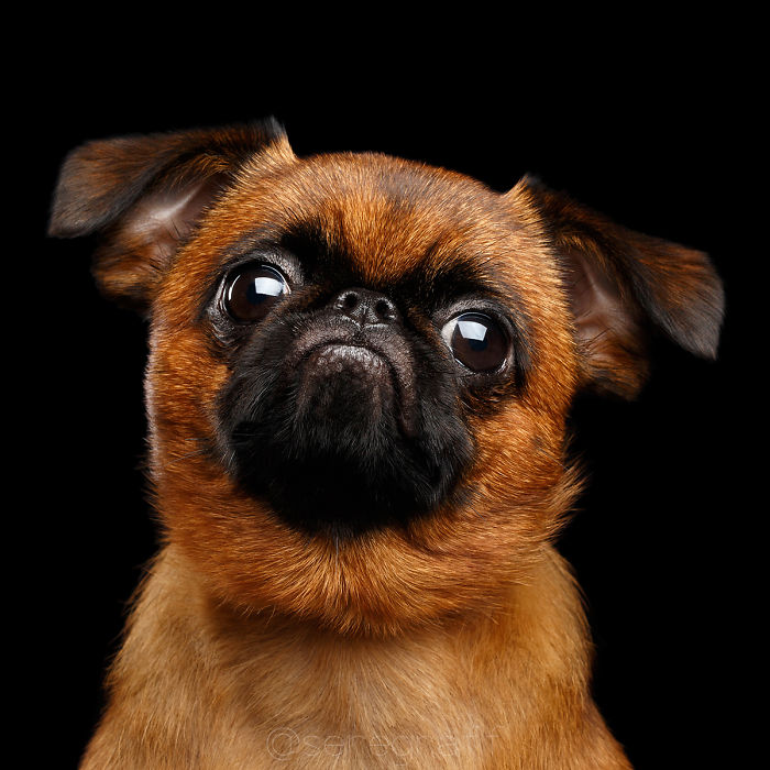 I Photograph Human-Like Portraits Of Dogs