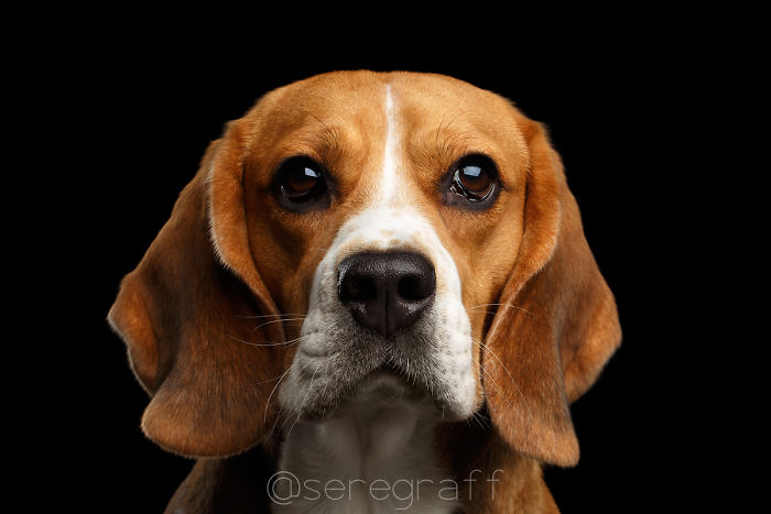 I Photograph Human-Like Portraits Of Dogs I Photograph Human-Like Portraits Of Dogs