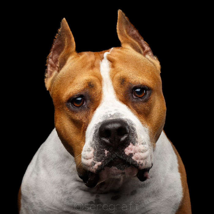 I Photograph Human-Like Portraits Of Dogs I Photograph Human-Like Portraits Of Dogs