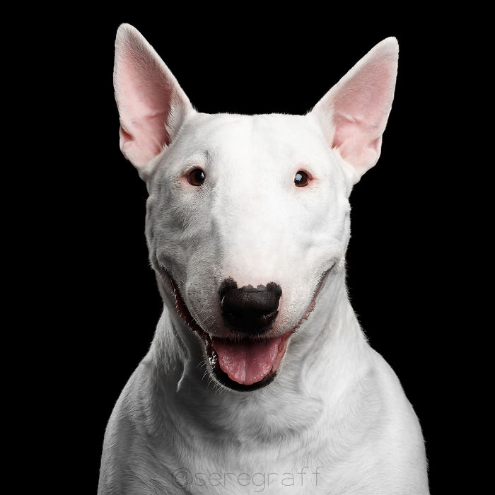 I Photograph Human-Like Portraits Of Dogs