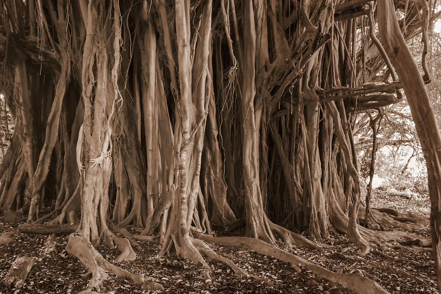 I Photograph Myself Naked With Trees To Show That We Are Nature I Photograph Myself Naked With Trees To Show That We Are Nature