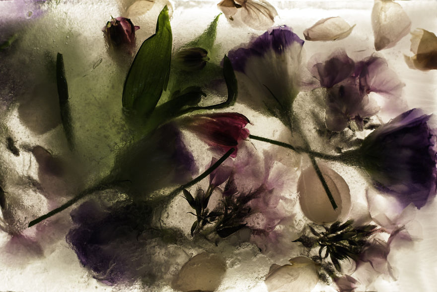 I Photograph The Beauty Of Half Frozen &ndash; Half Alive Flowers