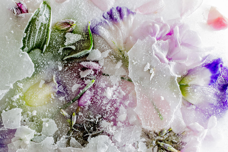 I Photograph The Beauty Of Half Frozen – Half Alive Flowers I Photograph The Beauty Of Half Frozen – Half Alive Flowers