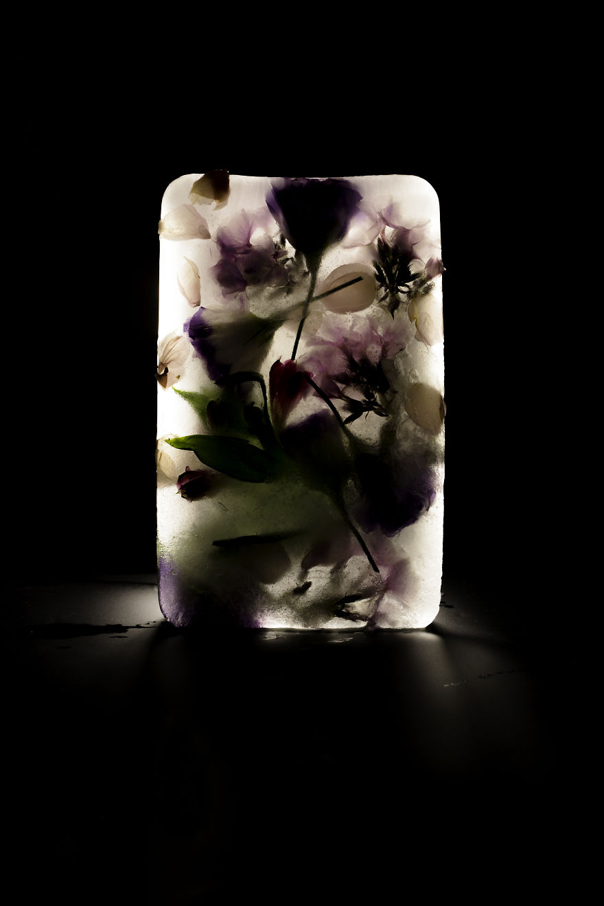 I Photograph The Beauty Of Half Frozen – Half Alive Flowers I Photograph The Beauty Of Half Frozen – Half Alive Flowers