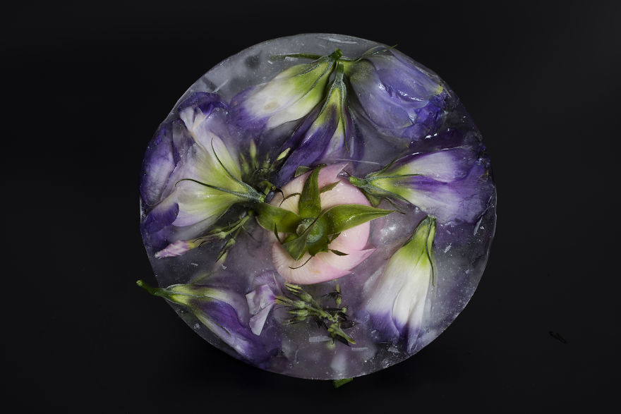 I Photograph The Beauty Of Half Frozen &ndash; Half Alive Flowers