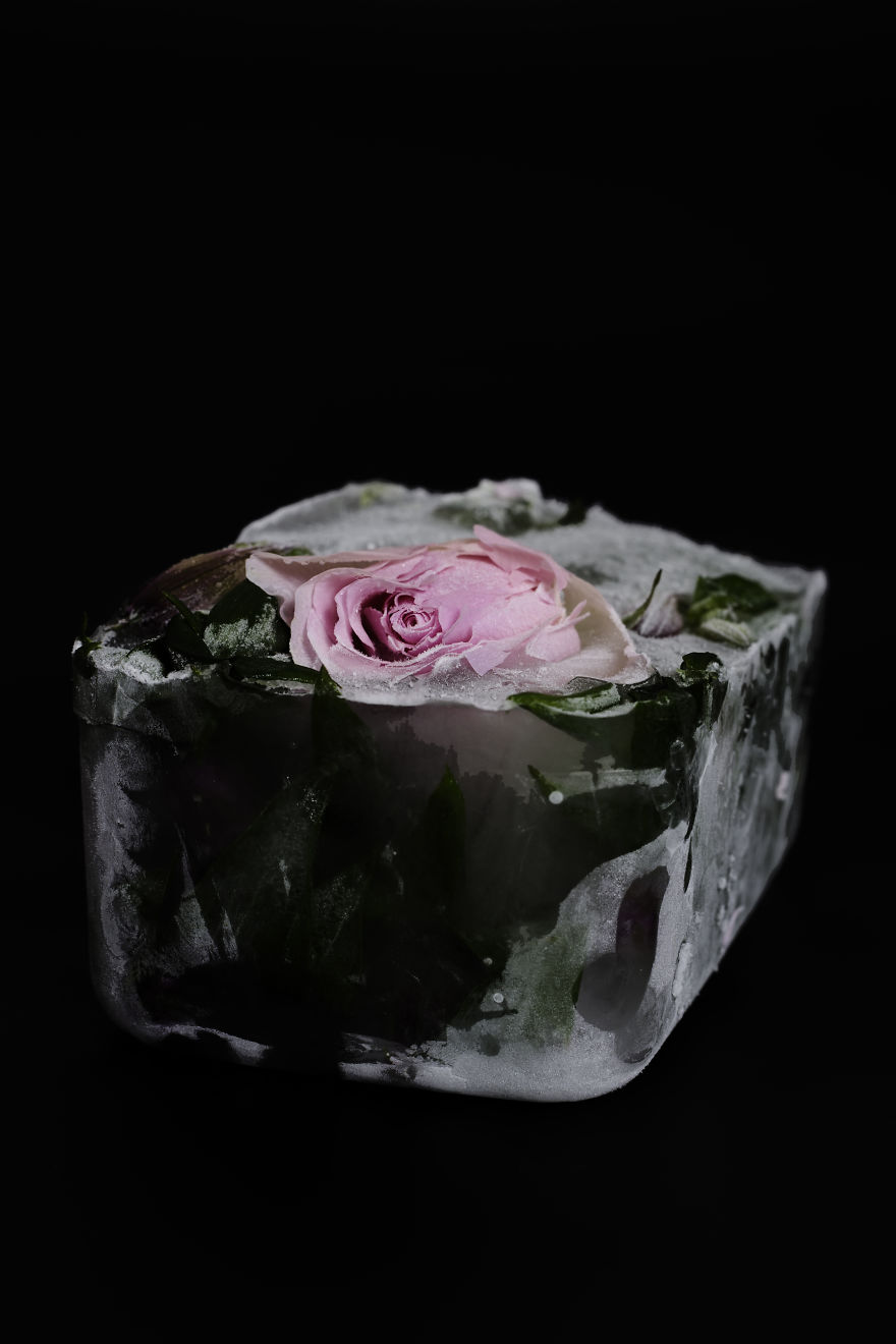 I Photograph The Beauty Of Half Frozen – Half Alive Flowers I Photograph The Beauty Of Half Frozen – Half Alive Flowers