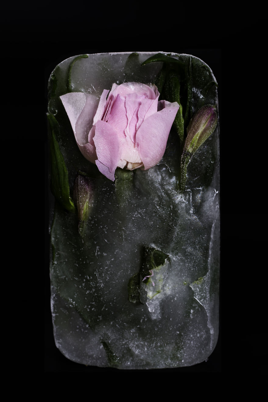 I Photograph The Beauty Of Half Frozen – Half Alive Flowers I Photograph The Beauty Of Half Frozen – Half Alive Flowers