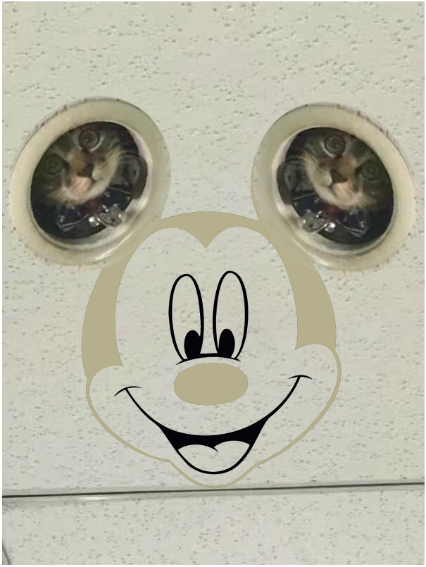 Micky-cat