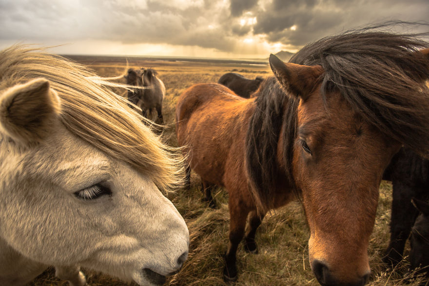I Spent A Week In Iceland, My Heart Will Stay There Forever I Spent A Week In Iceland, My Heart Will Stay There Forever