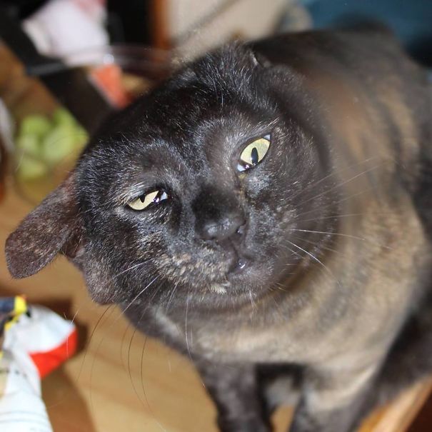 Sasuke, Our Ninja Warrior, Shows The Inside Of Her Brain For A Minute.