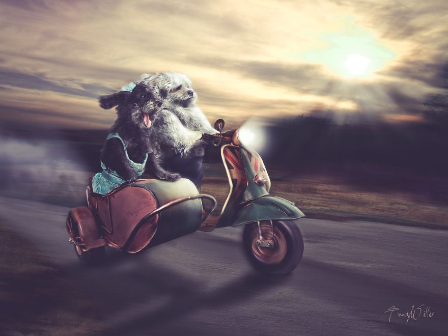 I Create Surreal Photos Of My Pets Using Photoshop (Part 2)