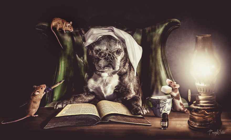 I Create Surreal Photos Of My Pets Using Photoshop (Part 2) I Create Surreal Photos Of My Pets Using Photoshop (Part 2)