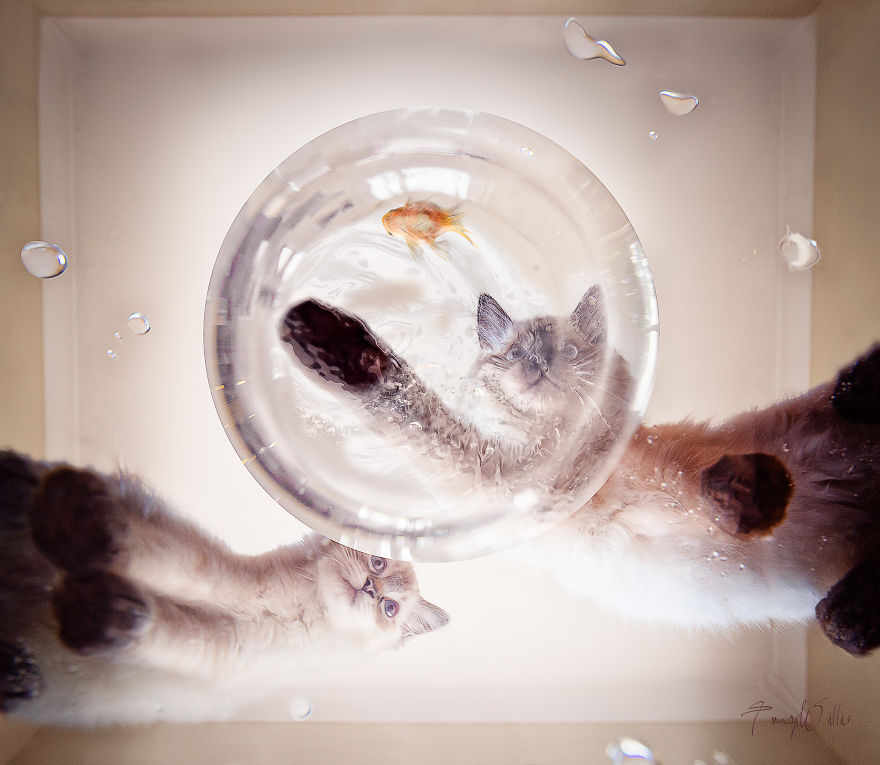 I Create Surreal Photos Of My Pets Using Photoshop (Part 2)