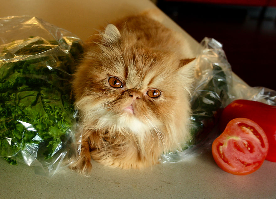 Meet Lord Wellington The Cat: Natural Redhead With A Witty Cattitude