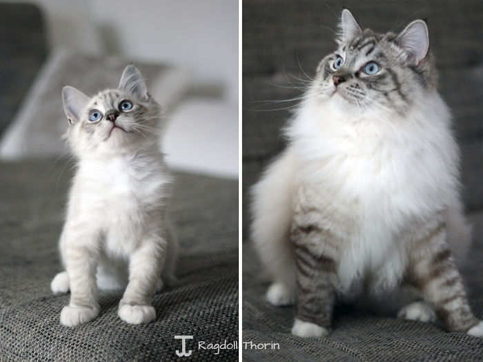 Meet Thorin, My Cat With The Incredibly Long Tongue