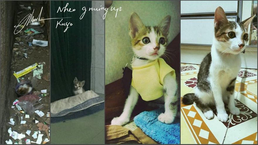 My Cat Was Always Surprised By Everything, But He Just Died From Care Sickness My Cat Was Always Surprised By Everything, But He Just Died From Care Sickness