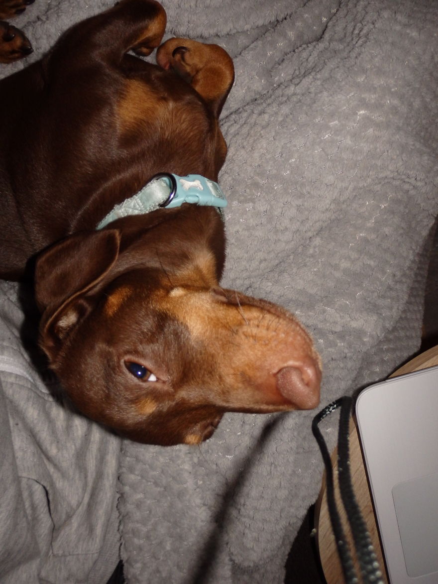 I Think My Dog Is An Alien...