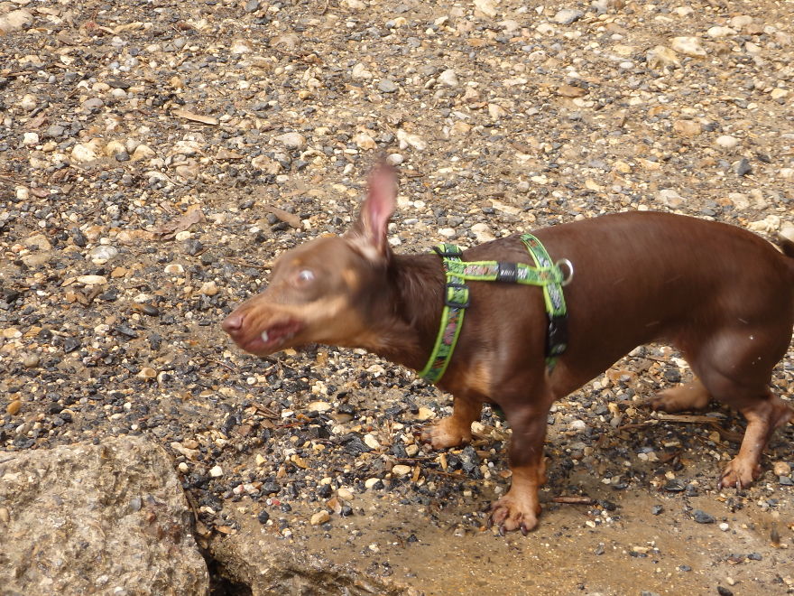 I Think My Dog Is An Alien...