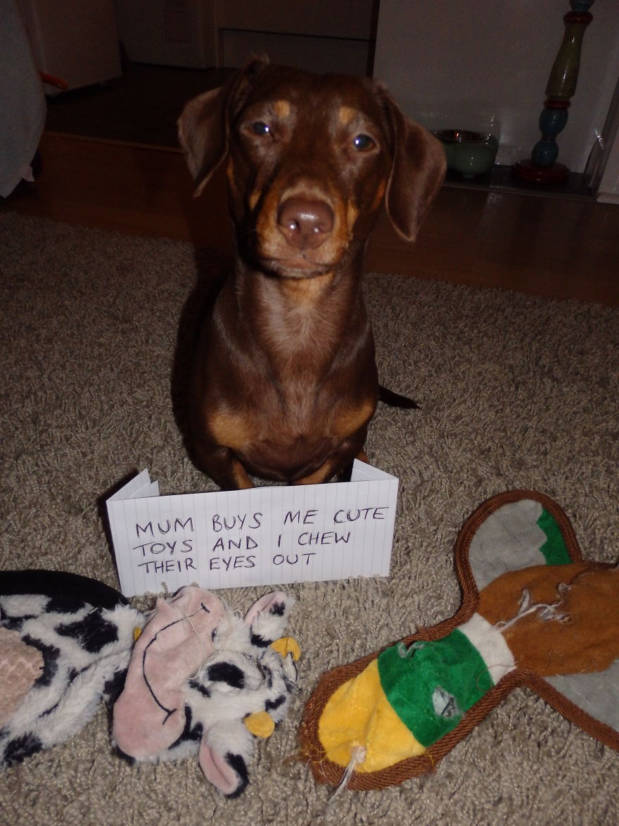 I Think My Dog Is An Alien...