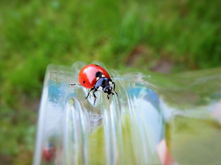 The Heat Of My Palms. Ladybug Or Ladybird?