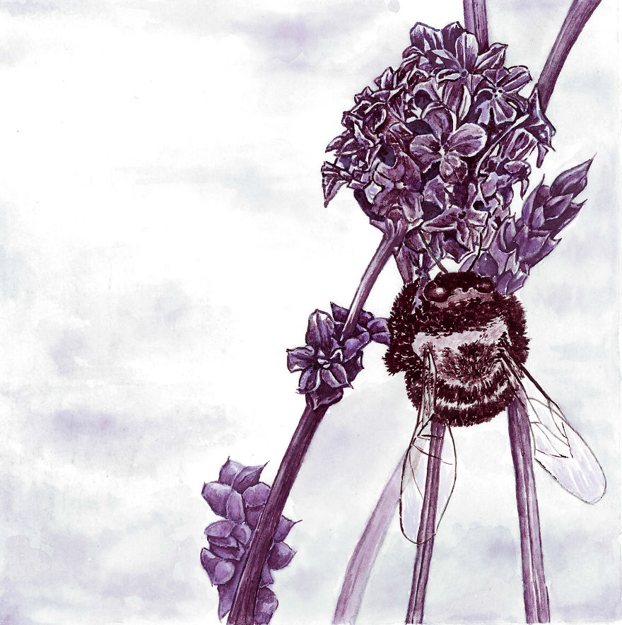 Bumblebee. Wine: Pinot Noir, Shiraz, Gamay