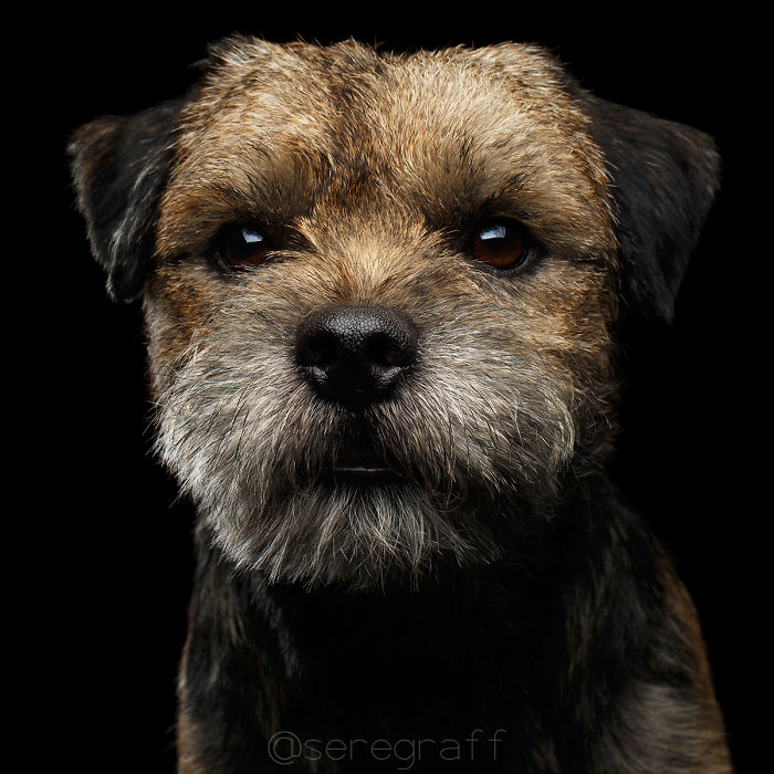 I Photograph Human-Like Portraits Of Dogs I Photograph Human-Like Portraits Of Dogs