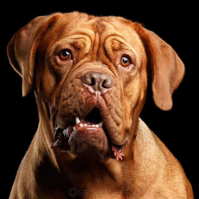 I Photograph Human-Like Portraits Of Dogs I Photograph Human-Like Portraits Of Dogs