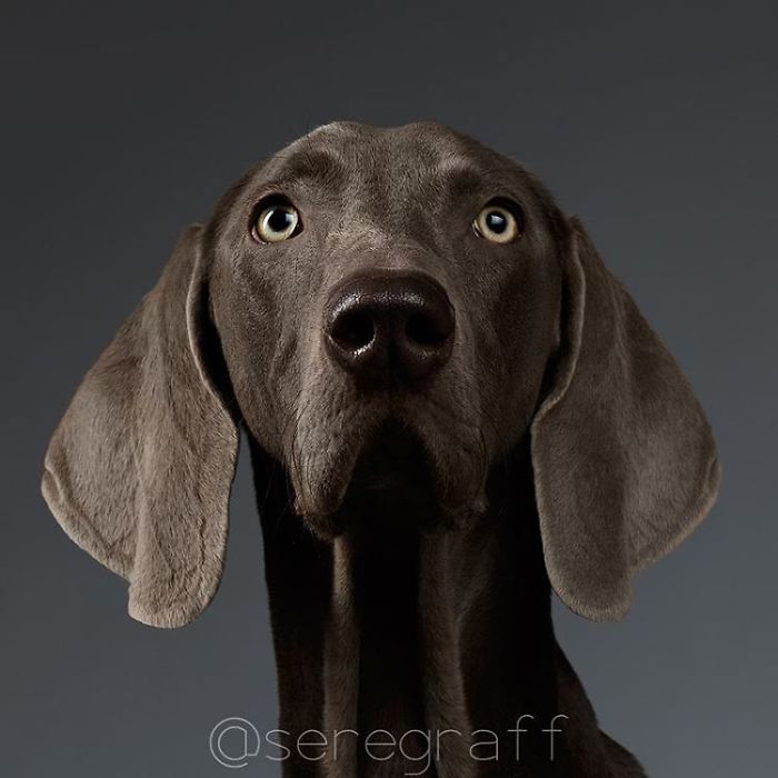 I Photograph Human-Like Portraits Of Dogs I Photograph Human-Like Portraits Of Dogs