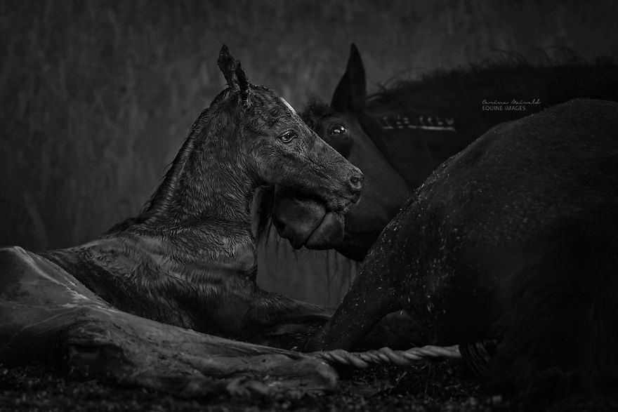 Photographer Shows Rare Horse Moments And Captures Their Unique Character