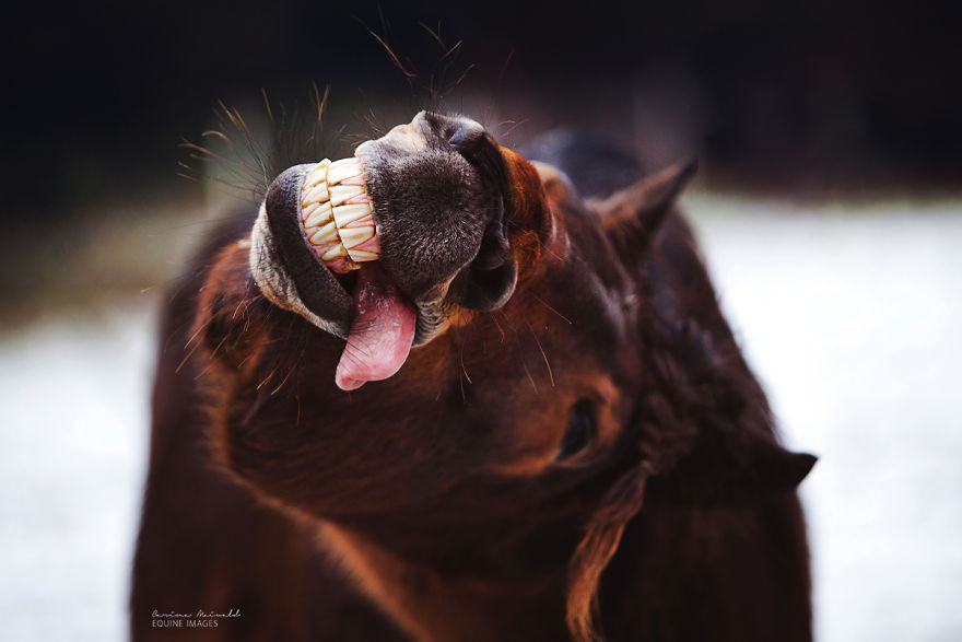 Photographer Shows Rare Horse Moments And Captures Their Unique Character