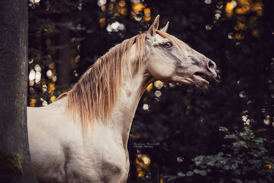 Photographer Shows Rare Horse Moments And Captures Their Unique Character