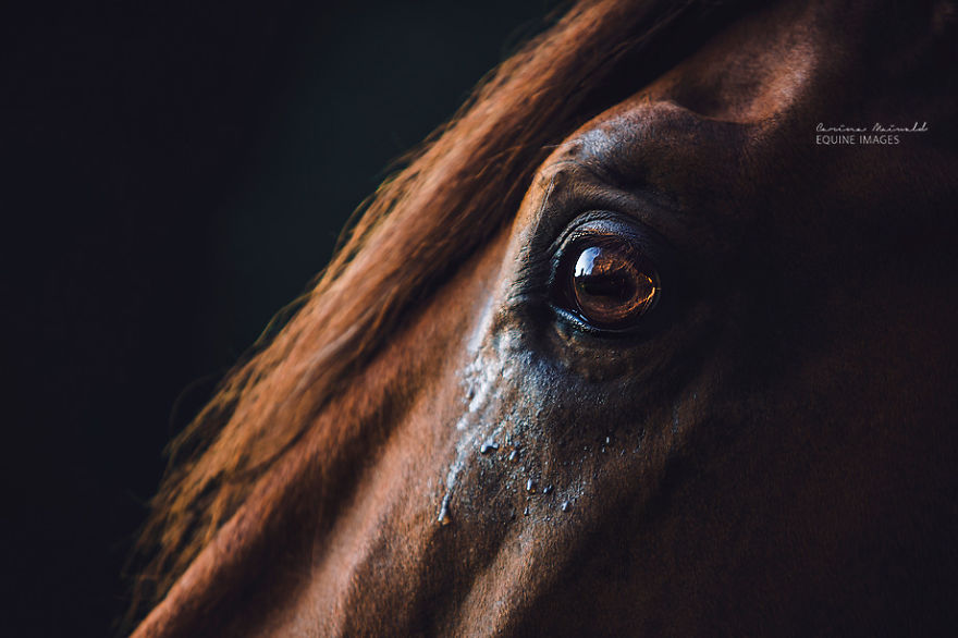 Photographer Shows Rare Horse Moments And Captures Their Unique Character