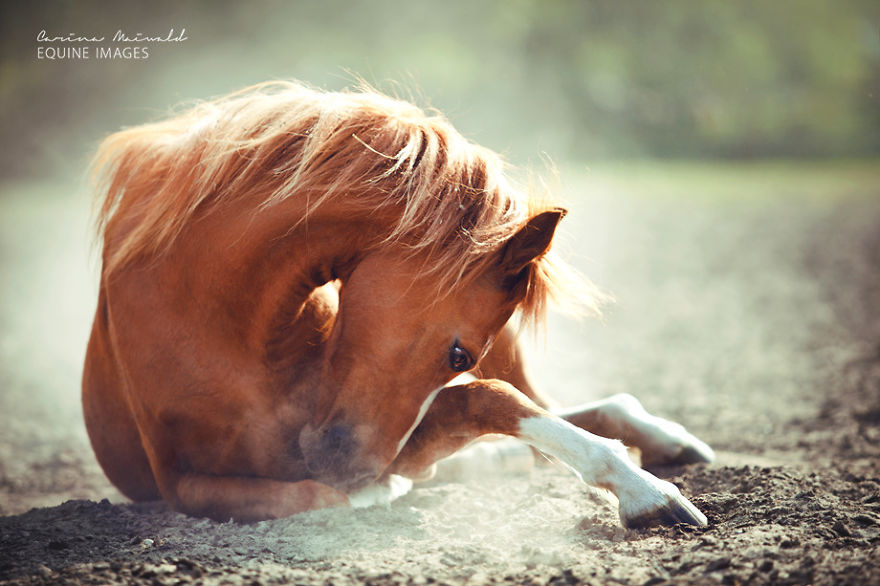 Photographer Shows Rare Horse Moments And Captures Their Unique Character