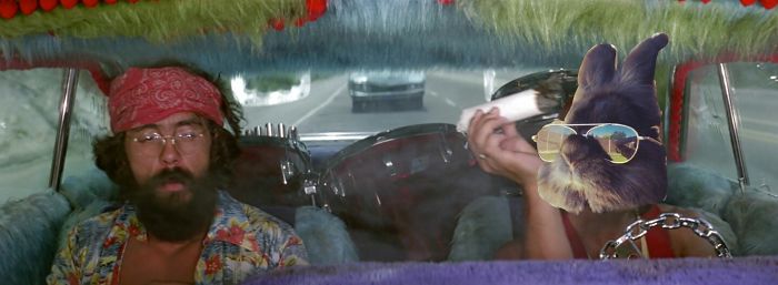 Ceech And Chong Bunny