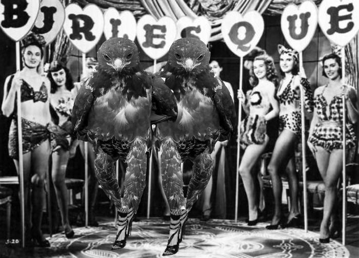 Sexy Hawk Burlesque Duo