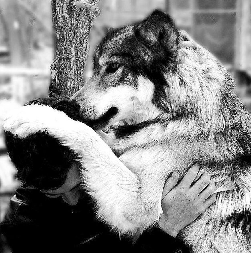 Wolf Mountain Sanctuary Inspired My First Fully Illustrated Children's Book