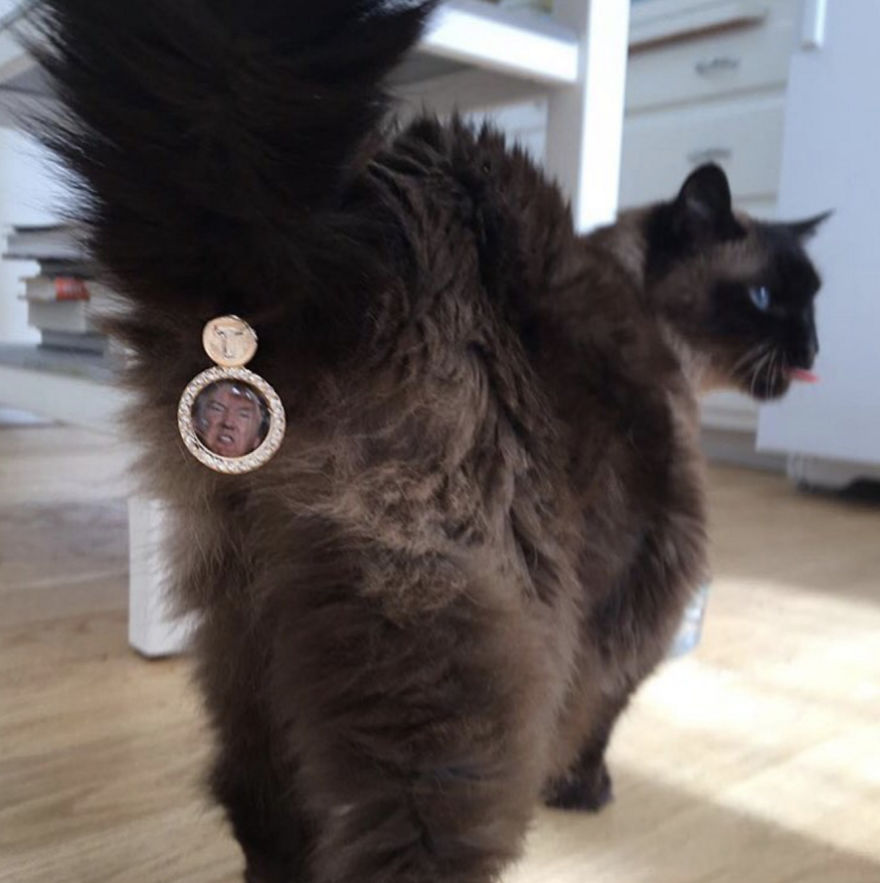 CatAssThrophy: Cat Jewelry To Cover Their Bums. 