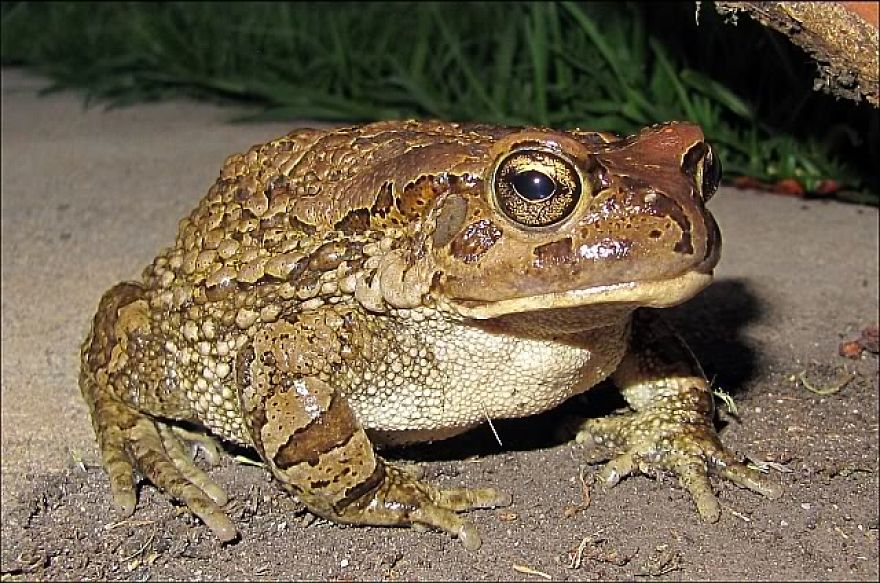 Strange First Time Encounter With Termites Forming A Flower (video)
