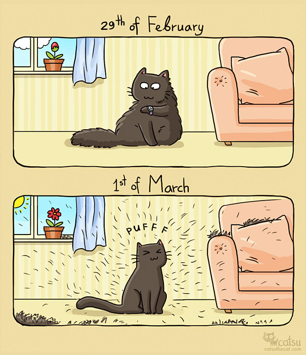 Funny-cat-comics-catsu